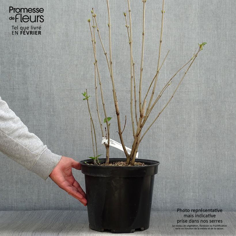 Lilas commun - Syringa vulgaris Konchalovskii en pot de 7,5l/10l sample as delivered in autumn