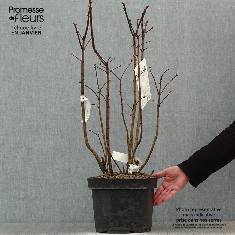 Lilas commun - Syringa vulgaris Paul Thirion Pot de 7,5L/10L sample as delivered in winter