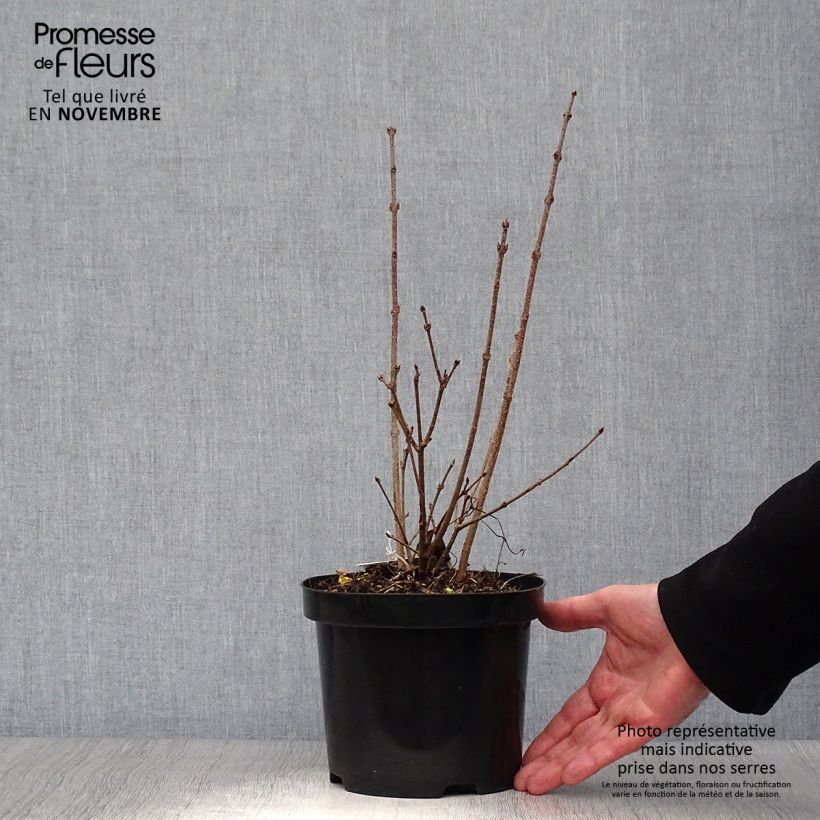 Lilas de Chine - Syringa patula Miss Kim Pot de 2L/3L sample as delivered in autumn