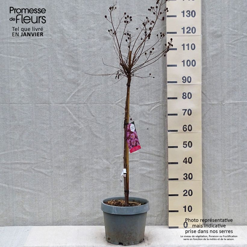 Lilas des Indes - Lagerstroemia indica Eveline Pot de  7.5L/10L sample as delivered in winter