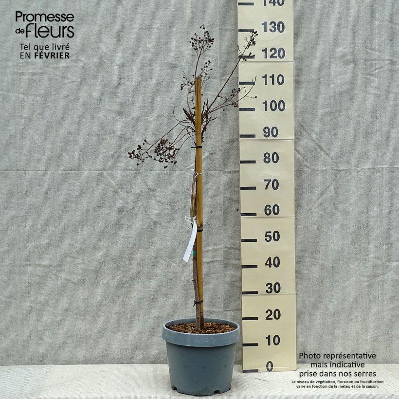 Lilas des Indes - Lagerstroemia indica White Chocolate Pot de  7.5L/10L sample as delivered in winter