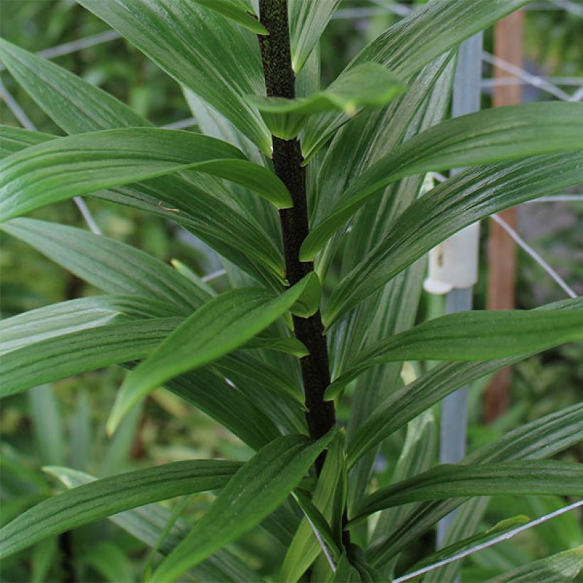 Lilium Foxtrot - Lily (Foliage)