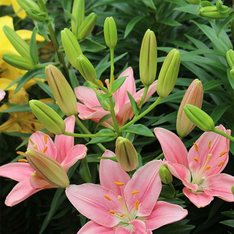 Lilium Foxtrot - Lily (Flowering)