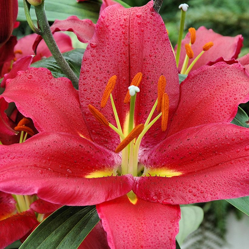 Lilium Bacardi - Lily (Flowering)