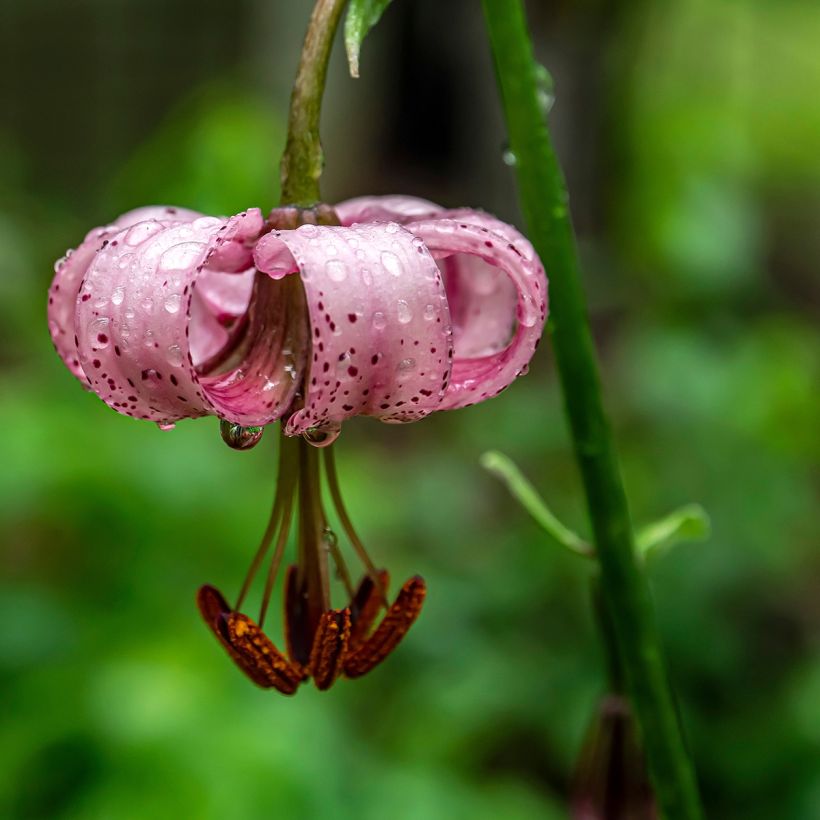 Lilium martagon - Lily (Flowering)