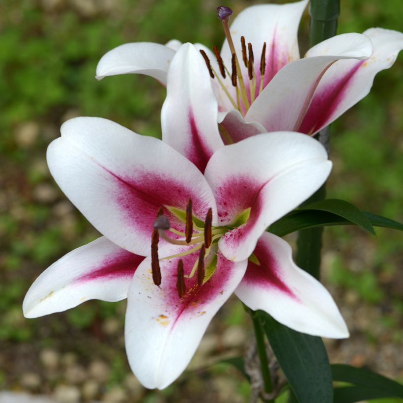 Lilium Gaucho - Lily (Flowering)