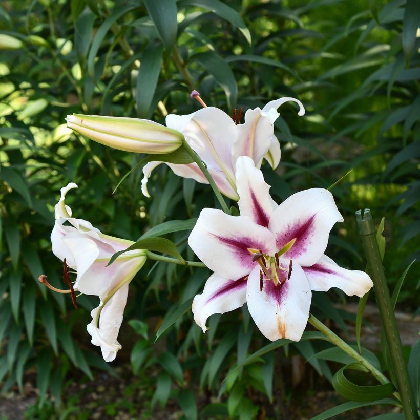 Lilium Gaucho - Lily (Plant habit)