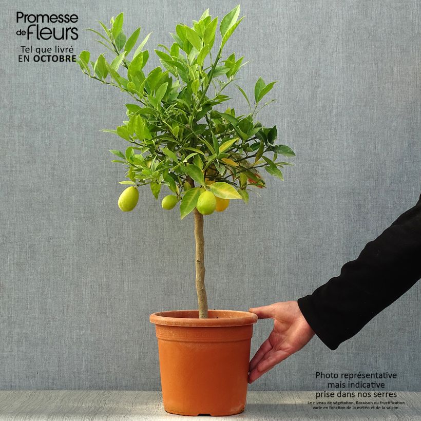 Citrus x floridana - Limequat Citrus Tree 4L/5L pot, Quarter standard sample as delivered in autumn