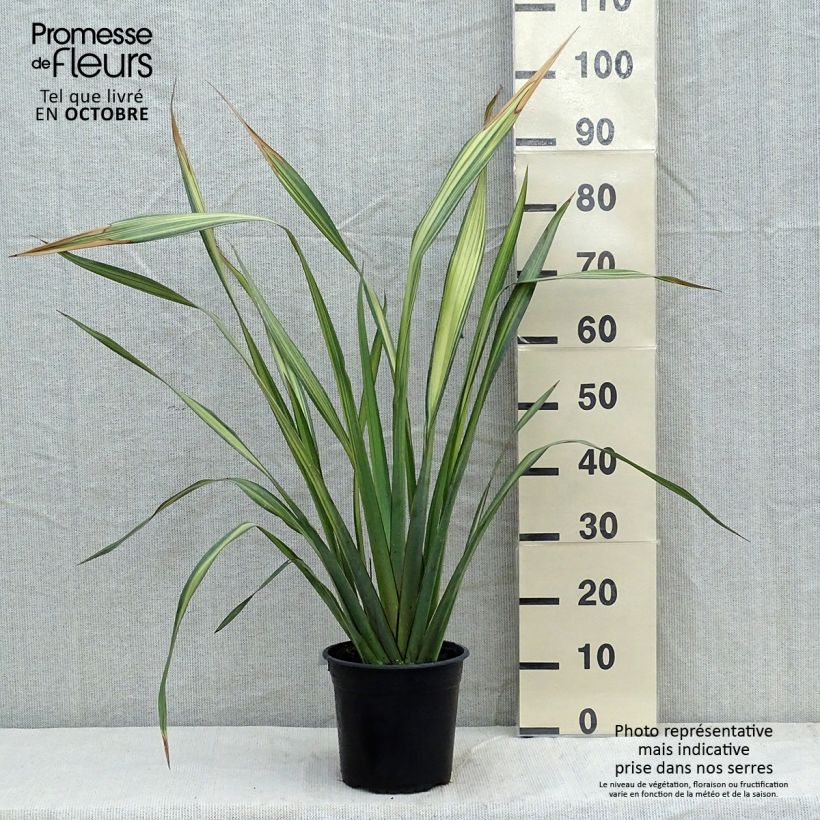 Lin de Nouvelle-Zélande - Phormium Apricot Queen Pot de 3L/4L sample as delivered in autumn