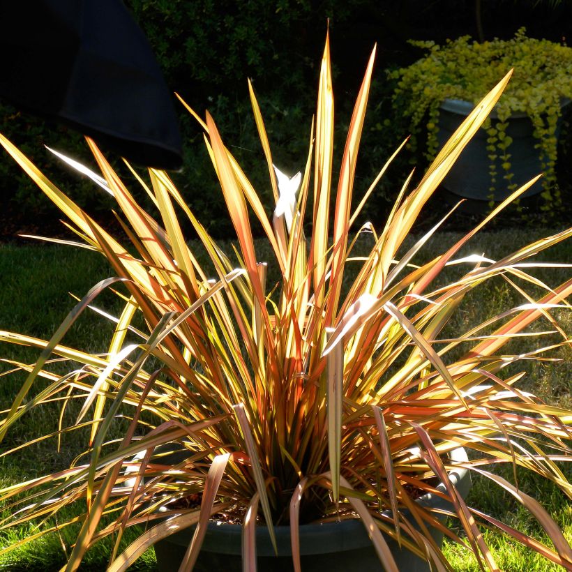 Phormium tenax Flamingo - New Zealand Flax (Plant habit)