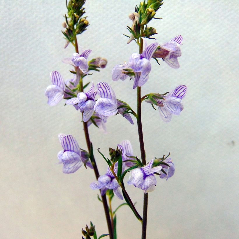 Linaria anticaria Antique Silver (Flowering)