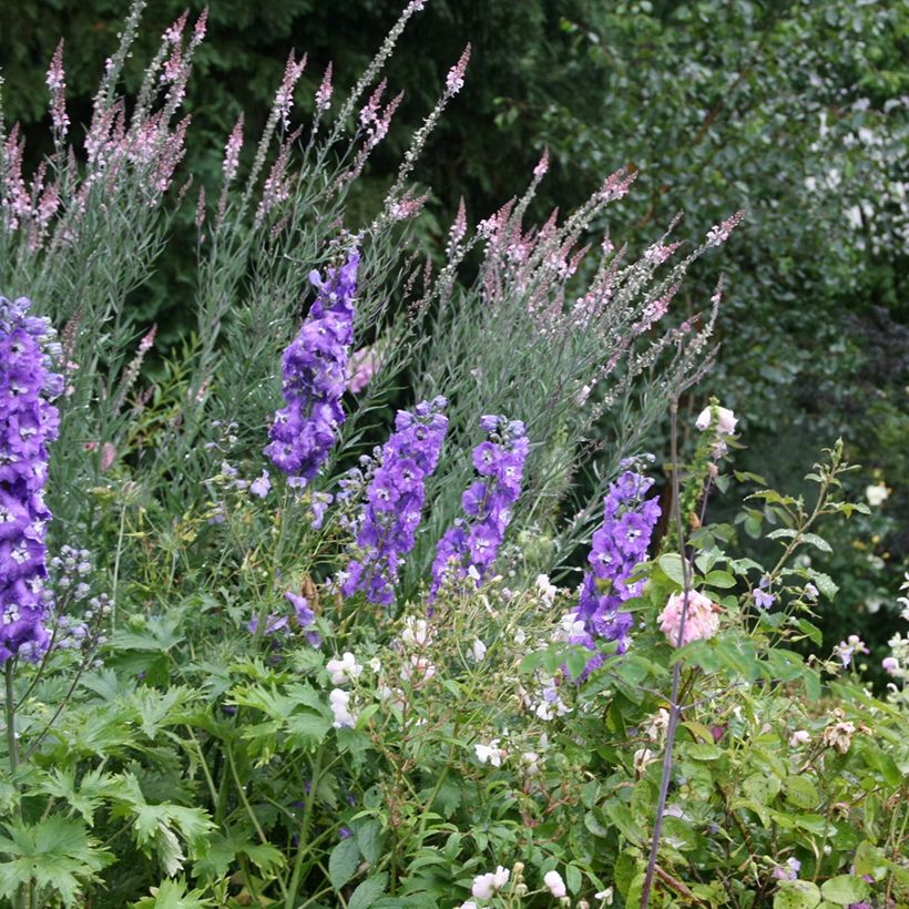 Linaria purpurea Canon J. Went (Plant habit)