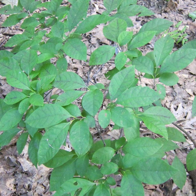 Lindera benzoin (Foliage)