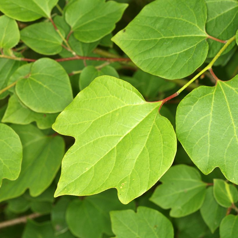 Lindera obtusiloba - Oriental Spicebush (Foliage)