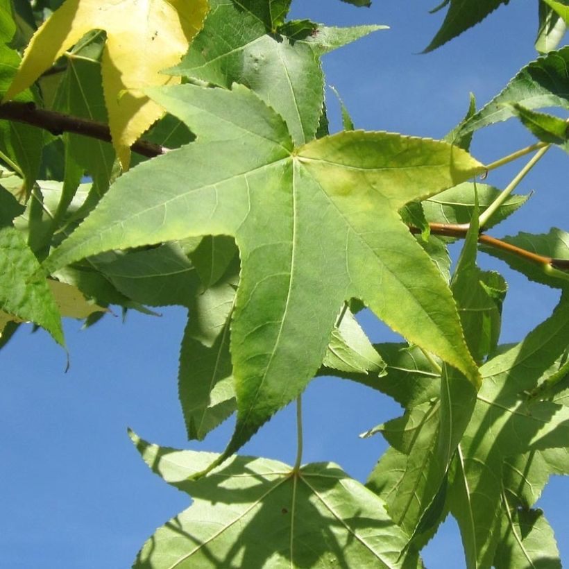 Liquidambar styraciflua Slender Silhouette - American Sweetgum (Foliage)