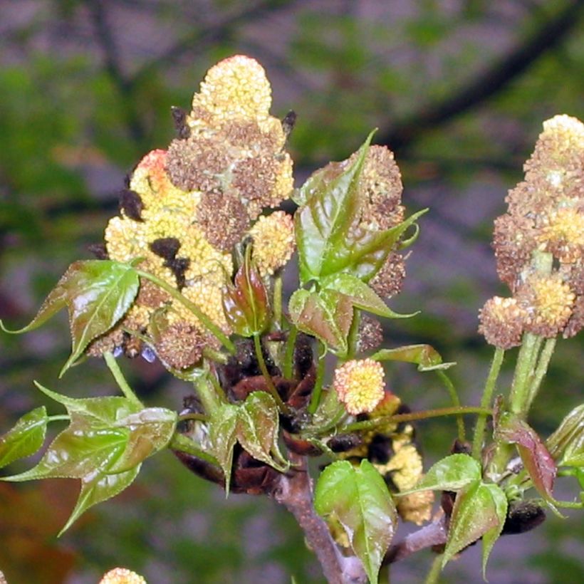 Liquidambar formosana (Flowering)