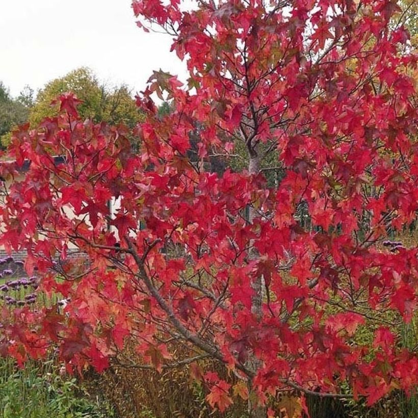 Liquidambar styraciflua Lane Roberts - American Sweetgum (Foliage)