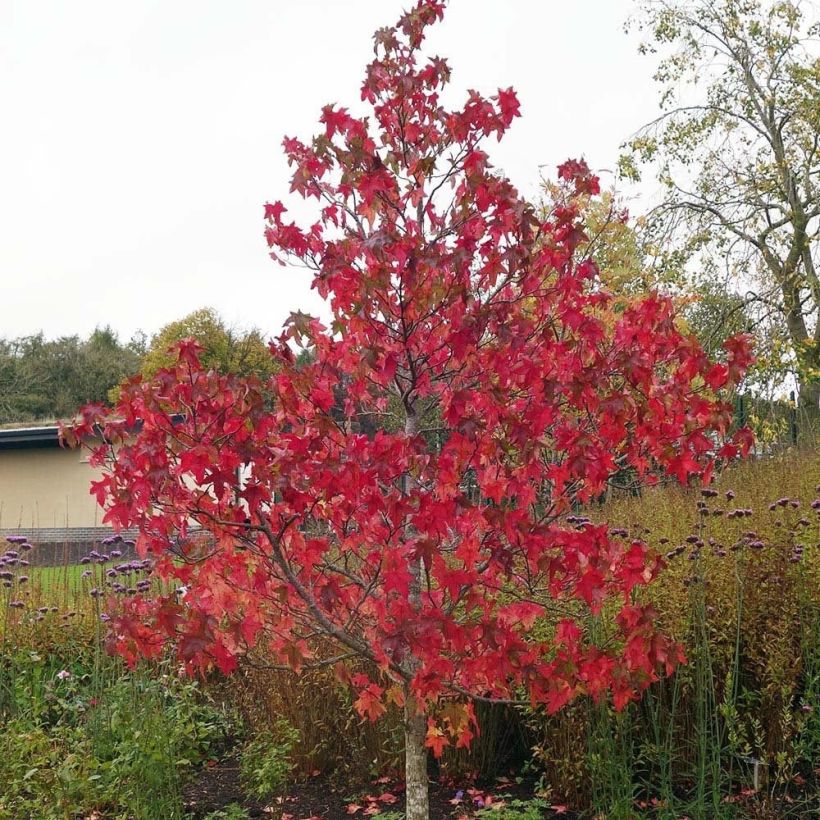 Liquidambar styraciflua Lane Roberts - American Sweetgum (Plant habit)