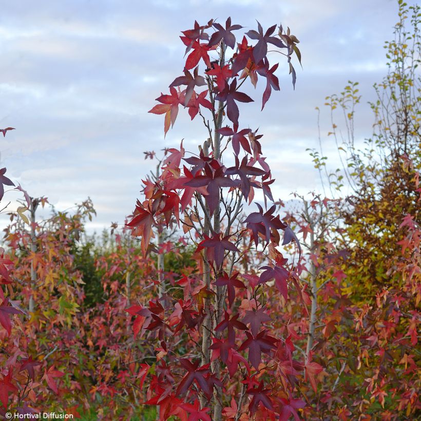 Liquidambar styraciflua Thea - American Sweetgum (Plant habit)