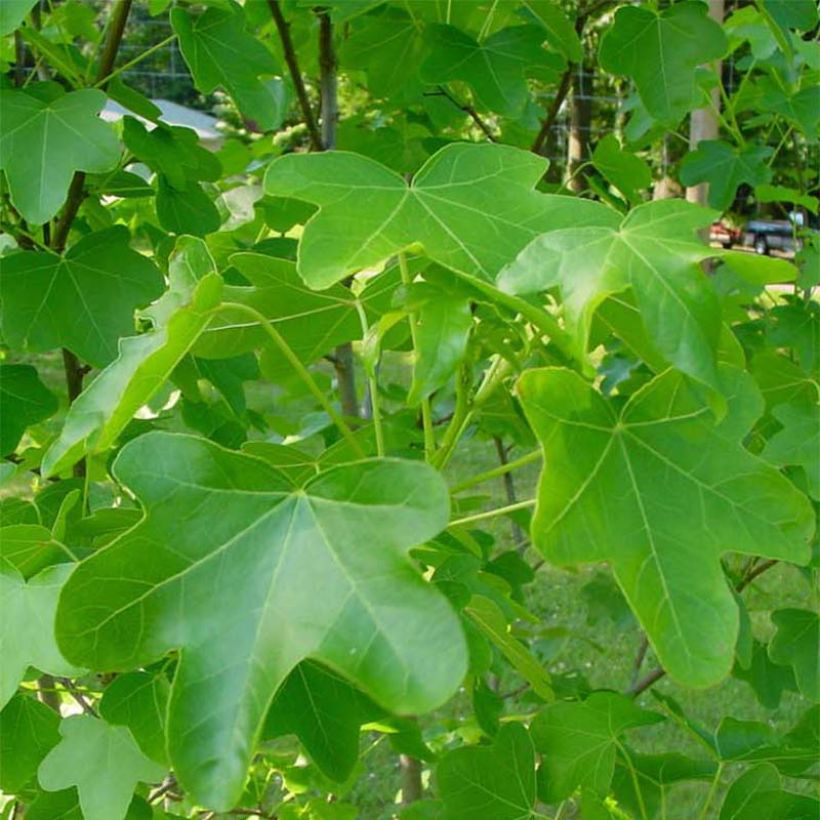 Liquidambar styraciflua Rotundiloba - American Sweetgum (Foliage)