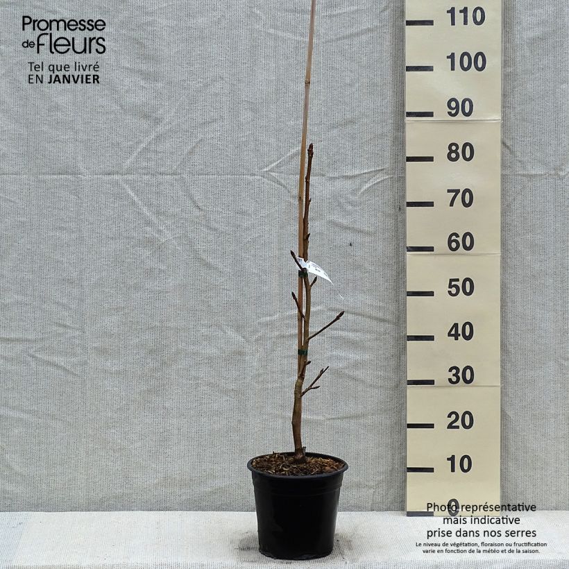 Liquidambar styraciflua Thea - Copalme d'Amérique en pot de 4l/5l sample as delivered in winter