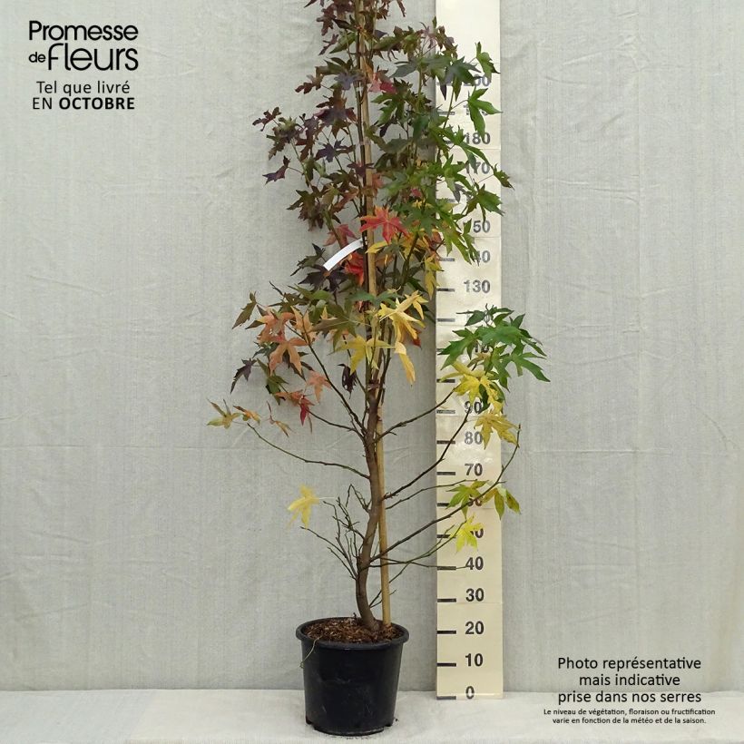 Liquidambar styraciflua Worplesdon - Pot de 15L sample as delivered in autumn