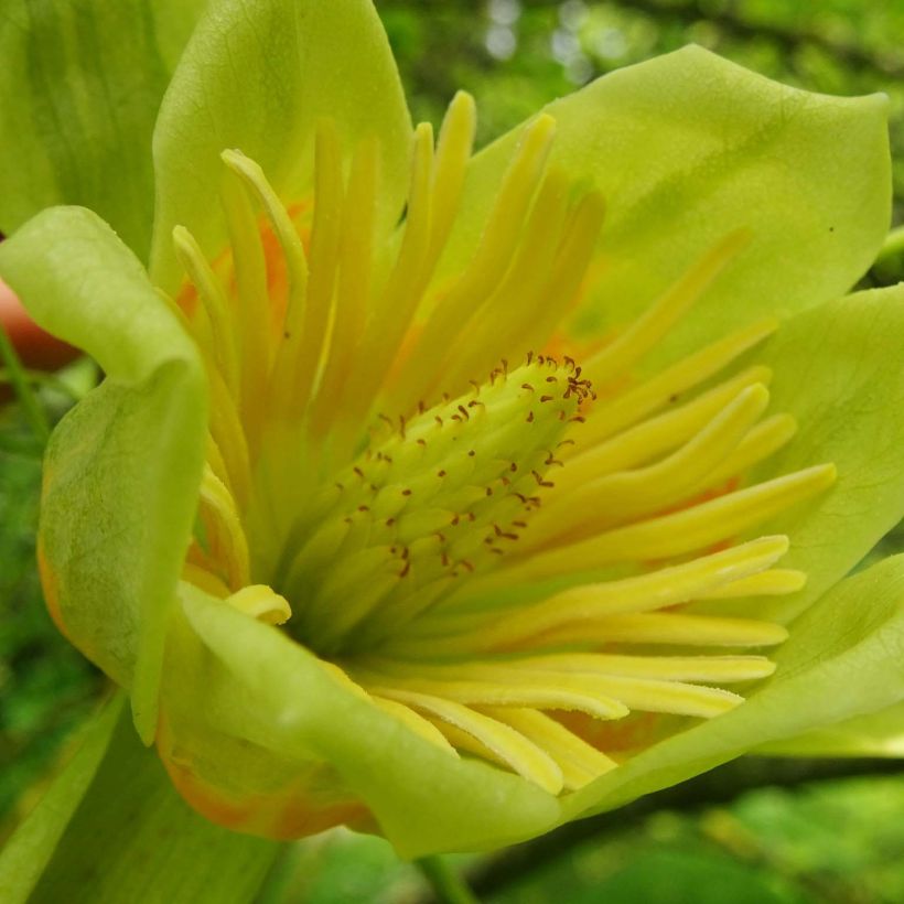 Liriodendron tulipifera Aureomarginatum (Flowering)
