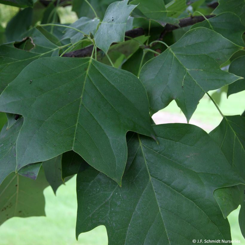 Liriodendron tulipifera Fastigiatum - Tulip Tree (Foliage)