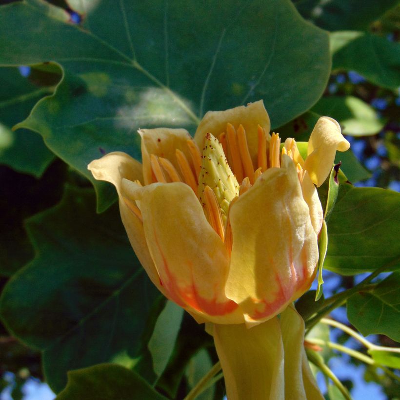 Liriodendron tulipifera - Tulip Tree (Flowering)