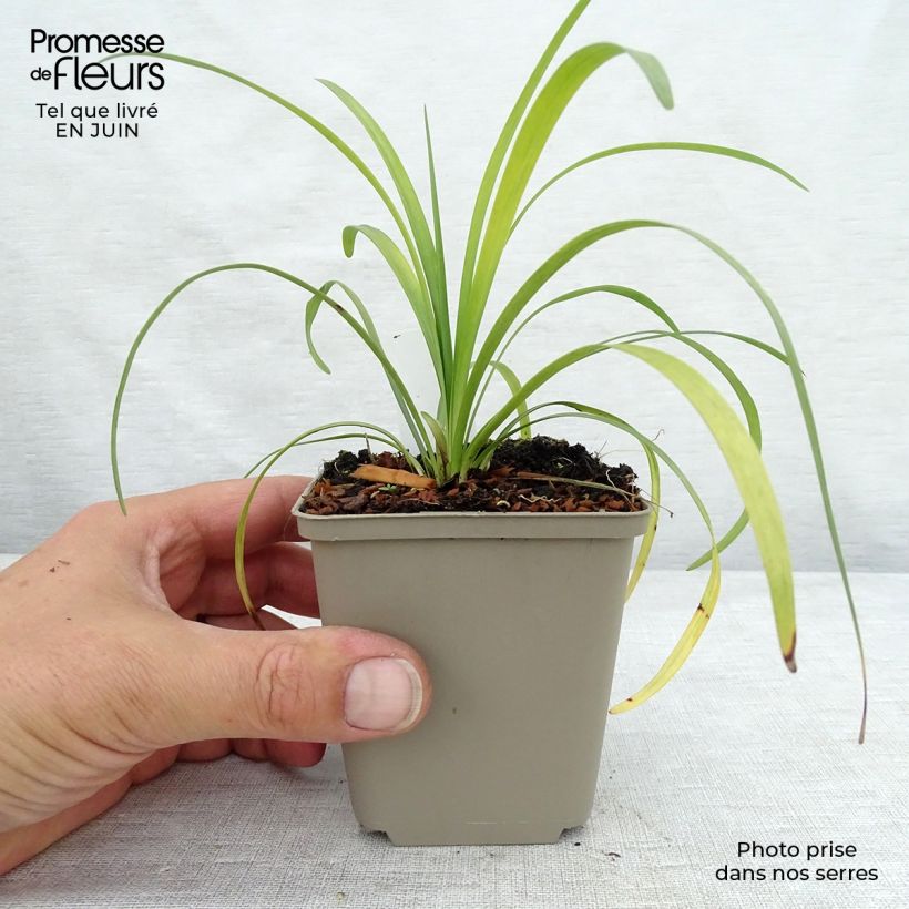 Liriope muscari Majestic Godet de 8/9 cm sample as delivered in summer