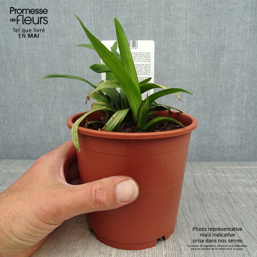 Liriope muscari Royal Purple en pot de 1L/1.5L sample as delivered in spring