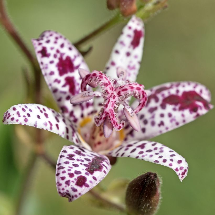 Tricyrtis hirta Albomarginata - Toad Lily (Flowering)