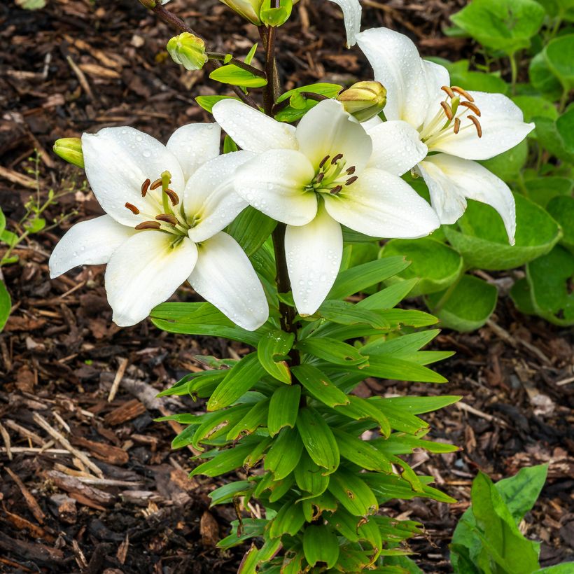 Lilium Navona (Plant habit)