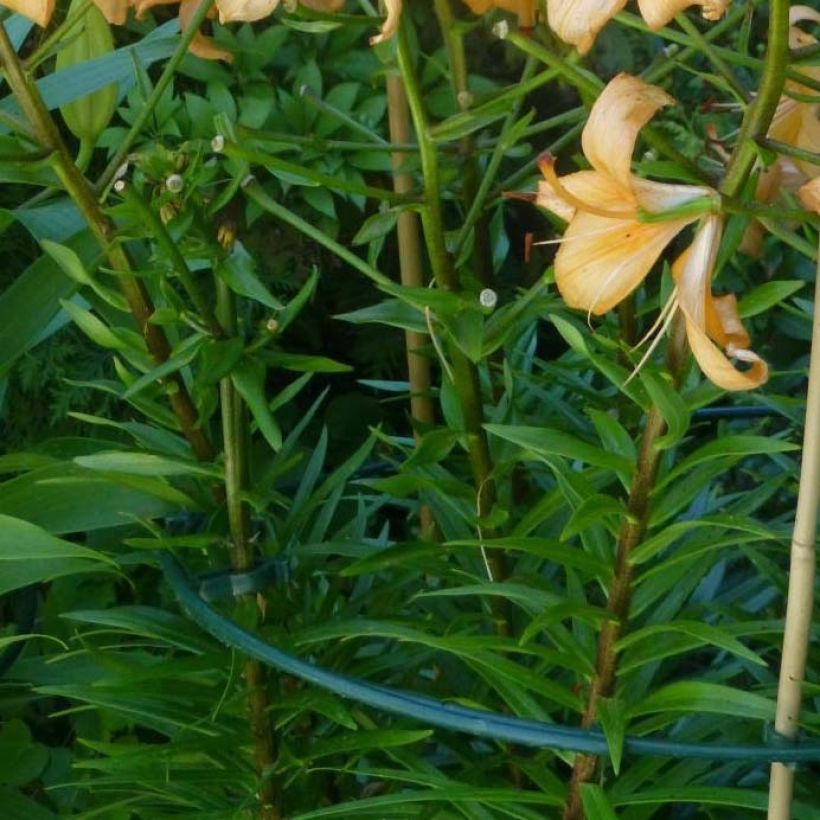 Lilium Pearl Stacey - Lily (Foliage)