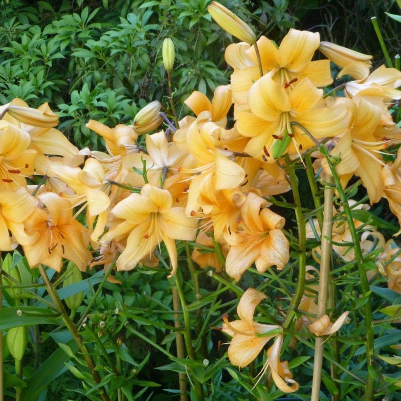 Lilium Pearl Stacey - Lily (Plant habit)