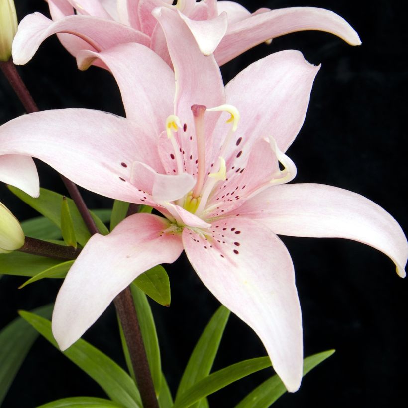 Lilium Elodie - Lily (Flowering)