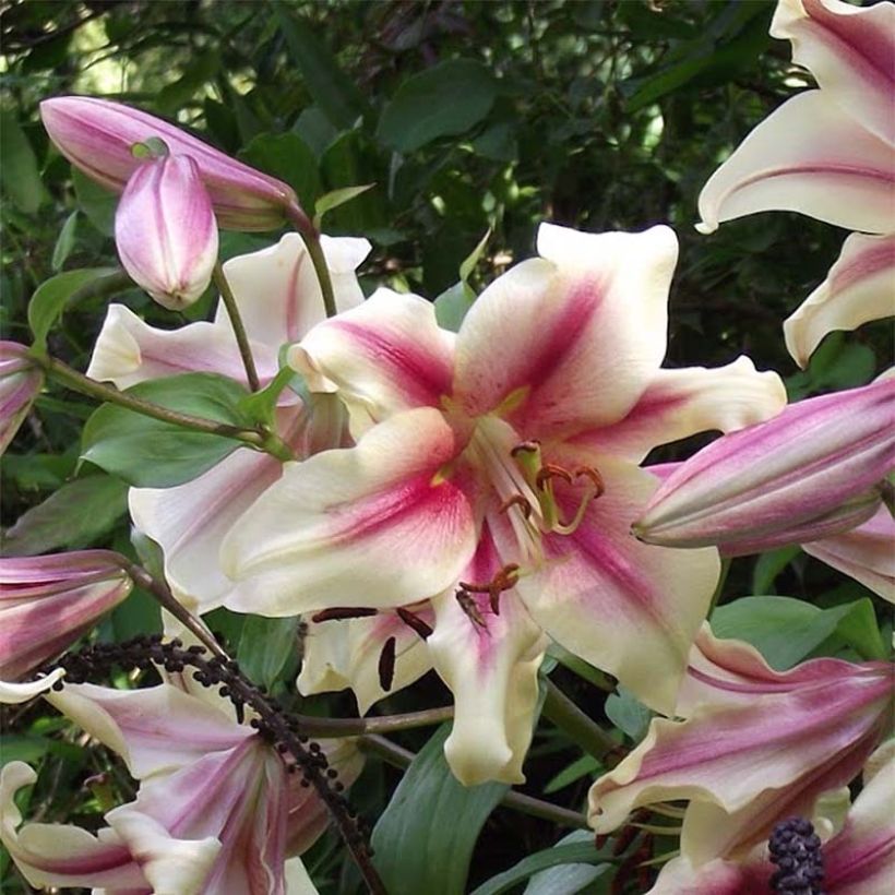 Lilium Lavon (Flowering)