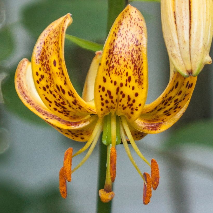 Lilium Peppard Gold - Martagon Lily (Flowering)
