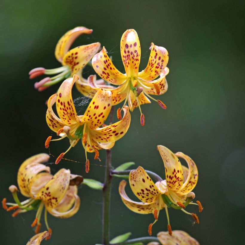 Lilium Sunny Morning - Martagon Lily (Flowering)