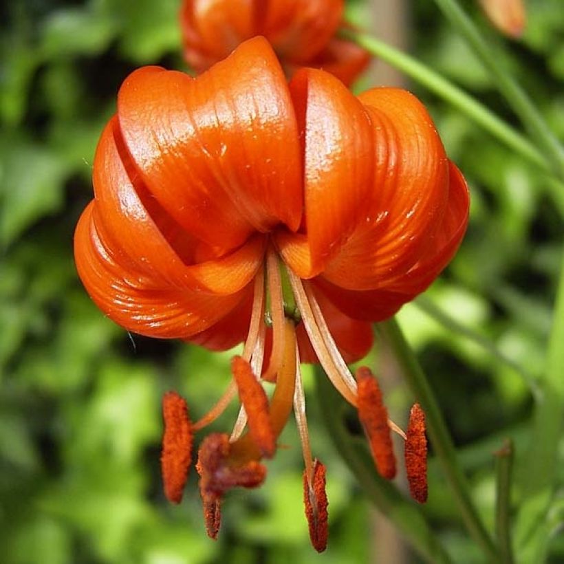 Lilium pumilum - Lily (Flowering)