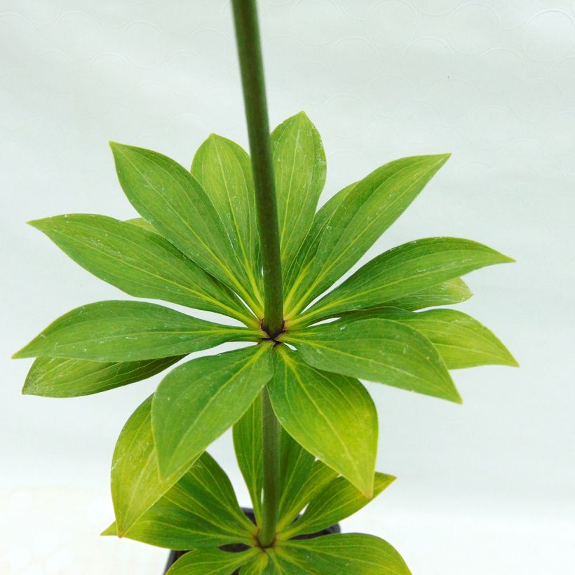 Lilium martagon var. albiflorum (Foliage)