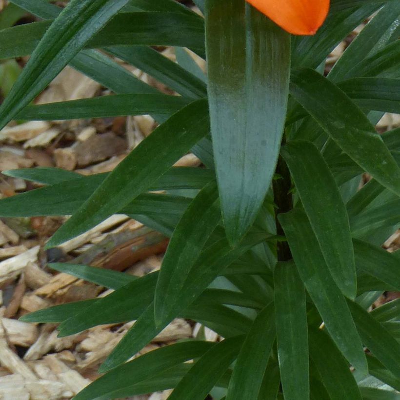 Lilium Ivory Pixie - Lily (Foliage)