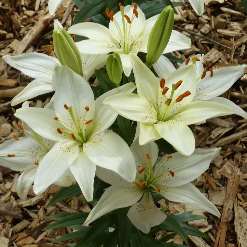 Lilium Ivory Pixie - Lily (Flowering)