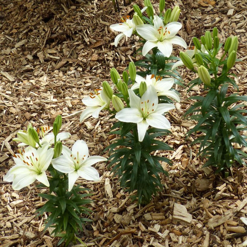 Lilium Ivory Pixie - Lily (Plant habit)