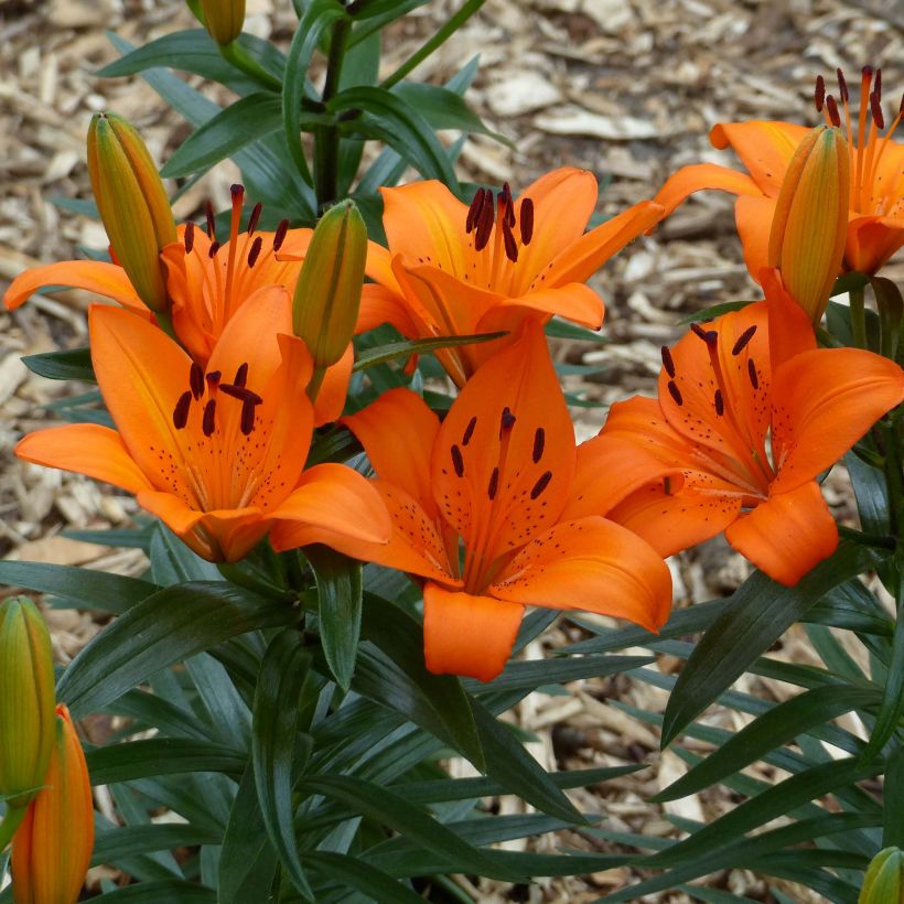 Lilium Orange Pixie - Lily (Flowering)