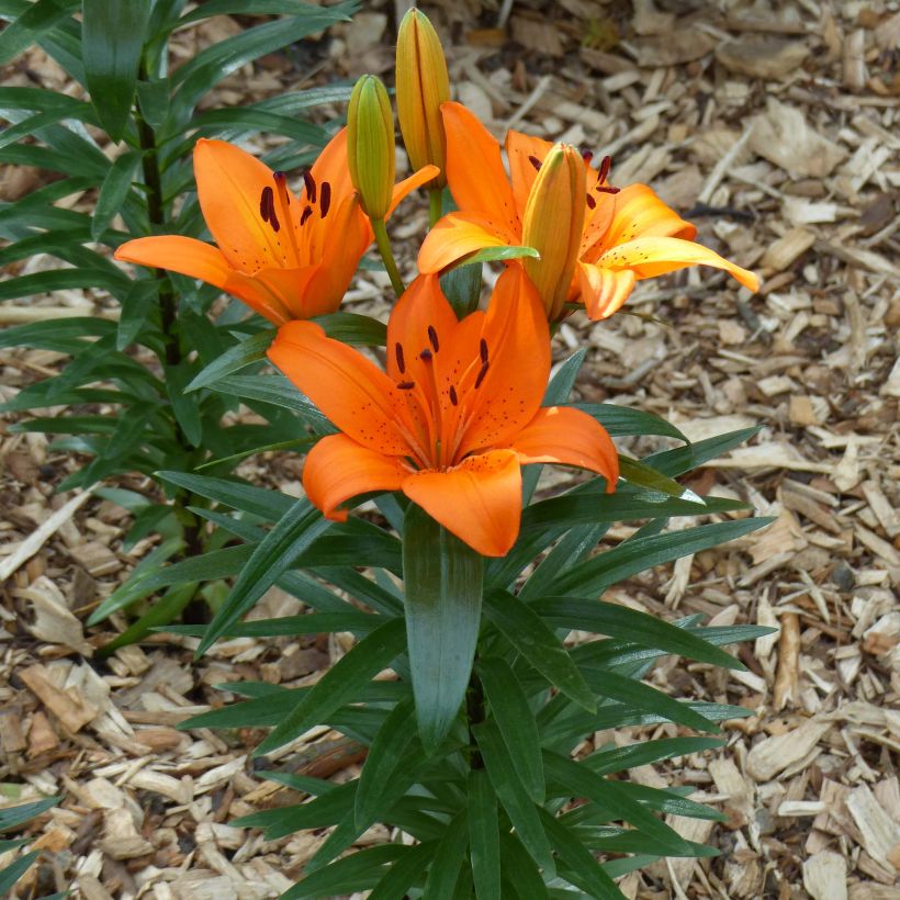 Lilium Orange Pixie - Lily (Plant habit)