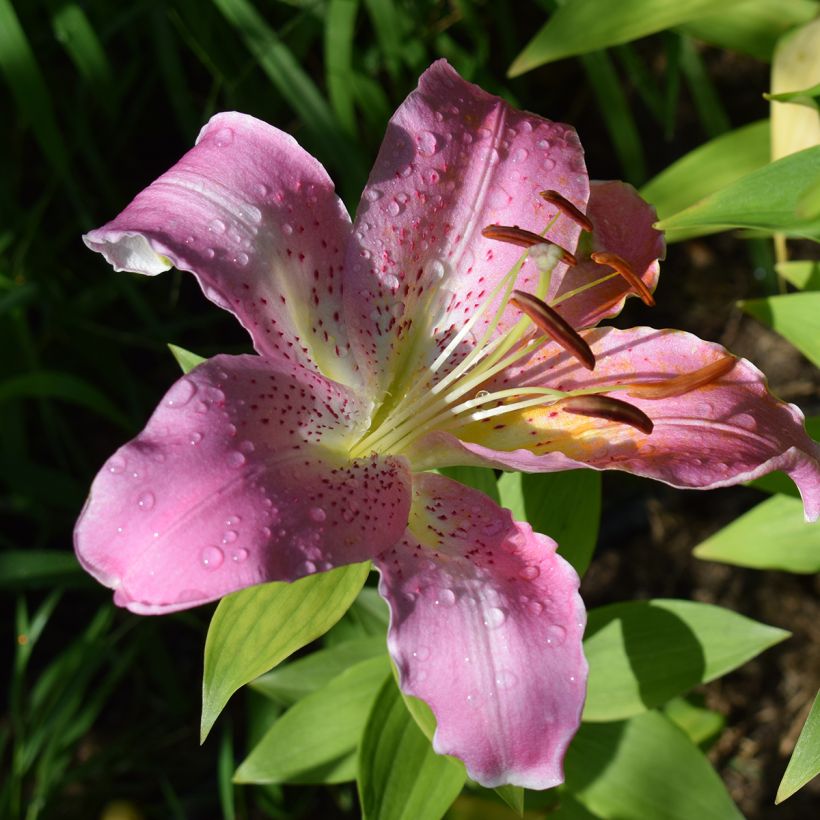 Lilium Josephine (Flowering)