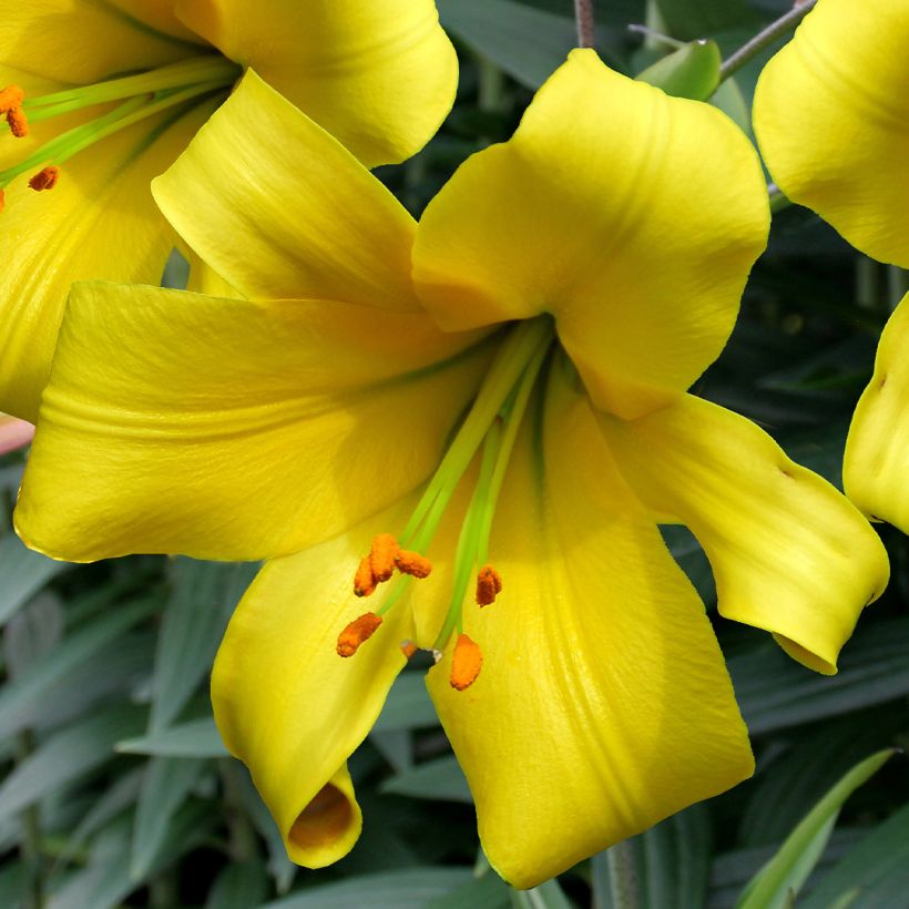 Lilium Golden Splendor - Asiatic Lily (Flowering)