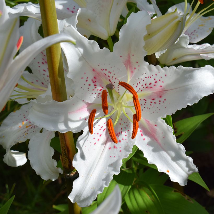Lilium Muscadet - Lily (Flowering)