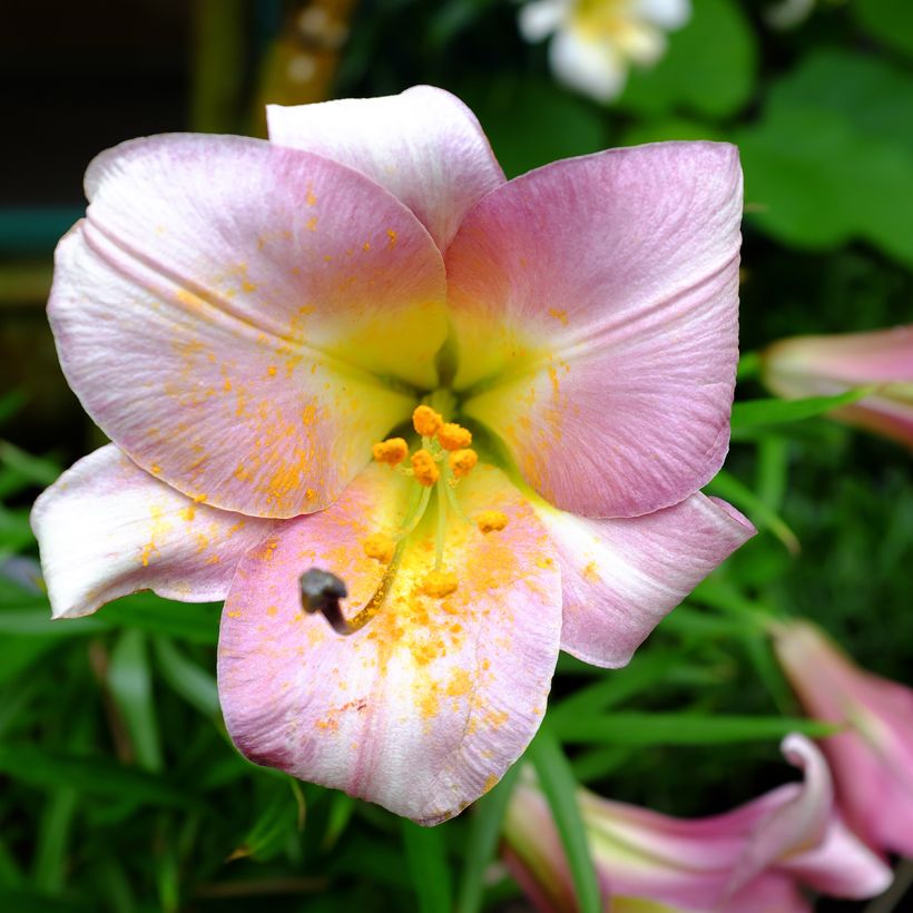 Lilium Pink Perfection (Flowering)